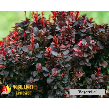 Törpe borbolyák - Berberis thumbergii fajták