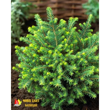 Szerb törpe gömb lucfenyő - Picea omorika 'Karel' 