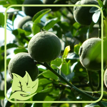 Háromlevelű vadcitrom - Poncirus Trifoliata Háromlevelű vadcitrom - Poncirus Trifoliata