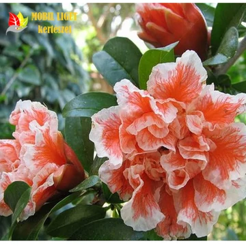 Szegfűfa vagy dísz-gránátalma - Punica Granatum 'Lagrelliae'