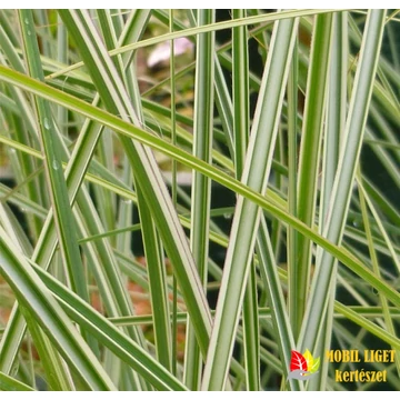 Kínai csíkos levelű virágosnád - Miscanthus sinensis "Morning Light" Kínai csíkos levelű virágosnád - Miscanthus sinensis "Morning Light"