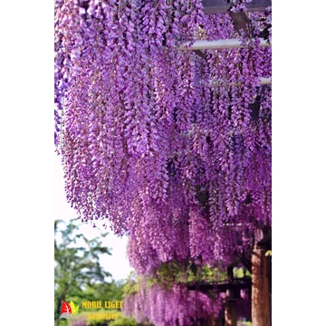 Kínai Lilaakác - Wysteria Sinensis Kínai Lilaakác - Wysteria Sinensis