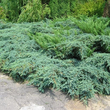 Juniperus