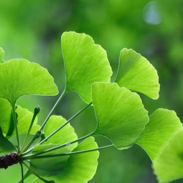 Tűlevelekből összetett levél Tűlevelekből összetett levél
