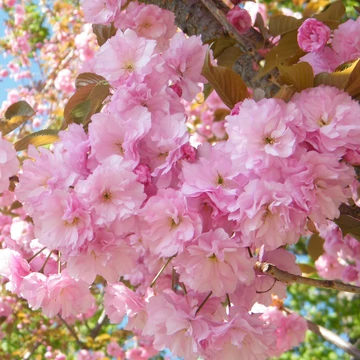 Prunus Serrulata - Kanzan