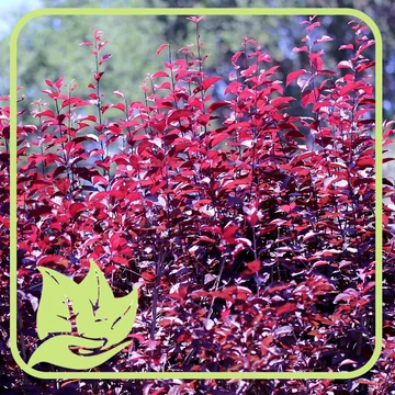 Bordó levelű vérszilva - Prunus cerasifera (Nero)