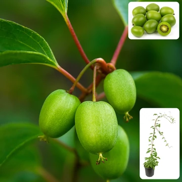 Koktél kivi - Actinidia Arguta 'Issai'