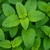 Citromfű mag (Melissa officinalis)