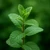 Mentha spicata – Menta magok 