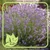 Levendula - Lavandula angustifolia 