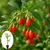 Goji bogyó – a modern harcos (Lycii fructus)