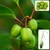 Koktél kivi - Actinidia Arguta 'Issai'