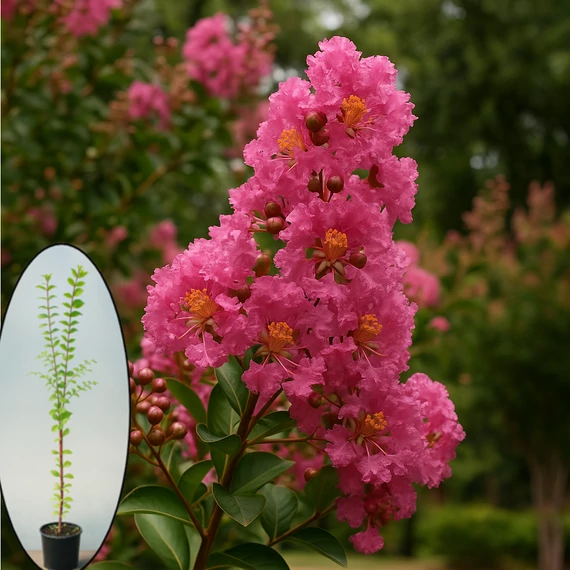 Lagerstroemia Indica - KrepMirtusz - Kínai selyemmirtusz 110-160 cm