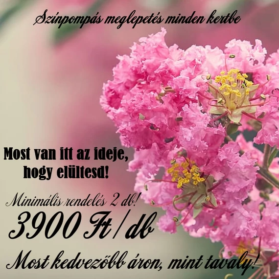 Kínai selyemmirtusz - Lagerstroemia Indica palánta