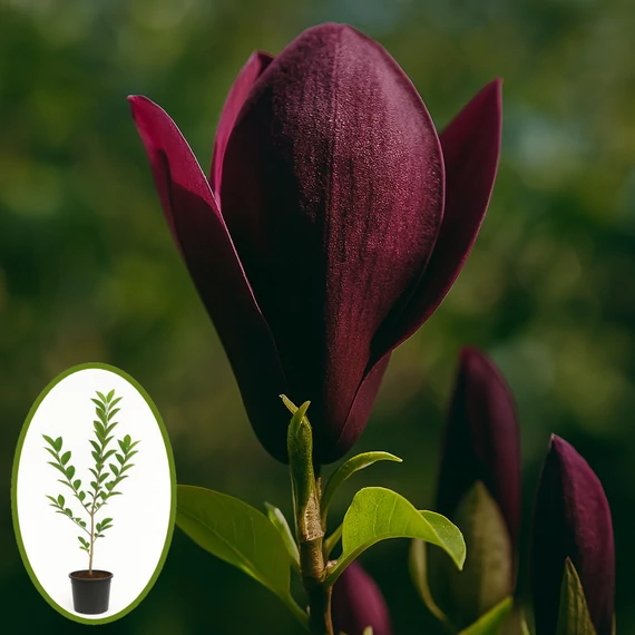 BÍBORVÖRÖS kétszer virágzó LILIOMFA - MAGNOLIA LILIIFLORA 'NIGRA' (Bordó)
