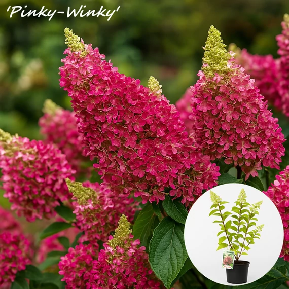 Bugás hortenzia - Hydrangea paniculata fajták