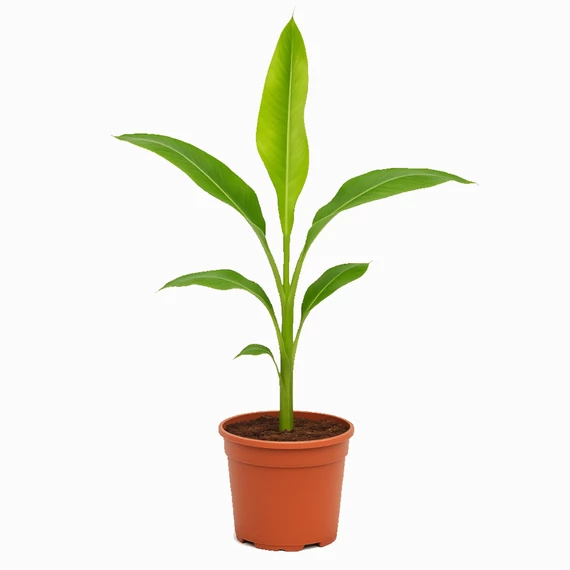 Musa Chilocarpa - Selyembanán