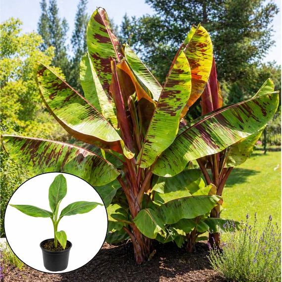 Musa sikkimensis „Red tiger” - Vörös tigris banán