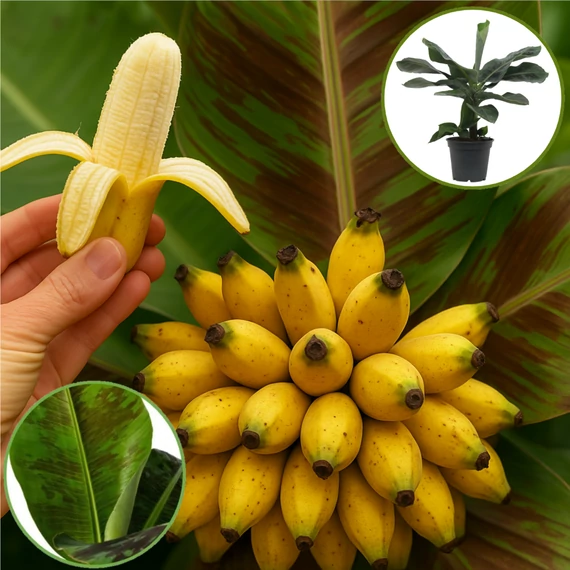 Musa Dwarf Cawendish