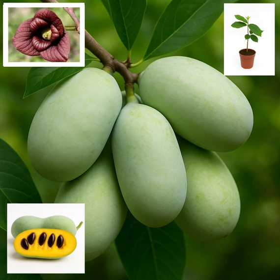 Indián banán, vagy PAW PAW - Asimina Triloba