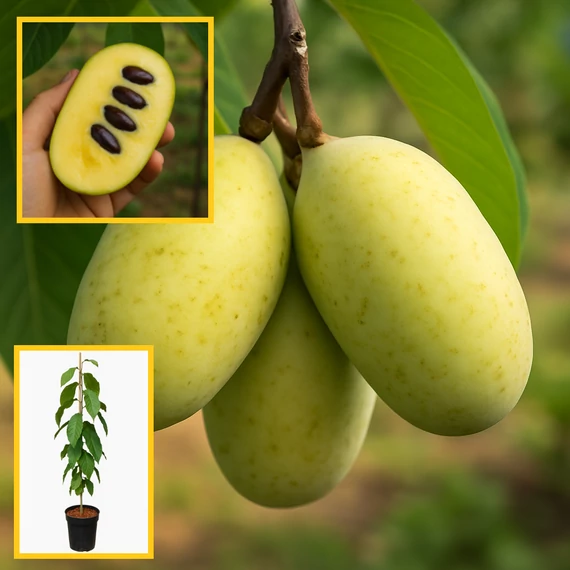 Indián banán, vagy PAW PAW - Asimina Triloba oltvány