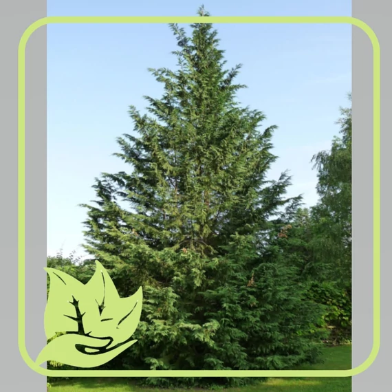 Oger ciprus - Cupressocyparis leylandii Oger 
