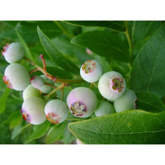 VACCINIUM CORYMBOSUM - amerikai áfonya fajták