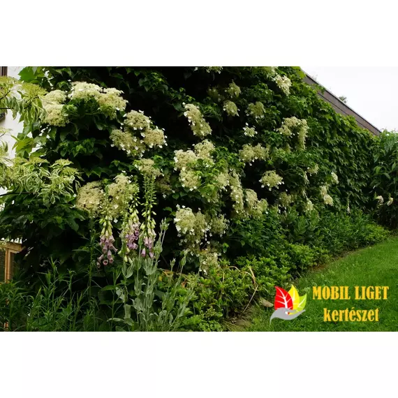 Kúszó hortenzia - Hydrangea Anomala 'Petiolaris'