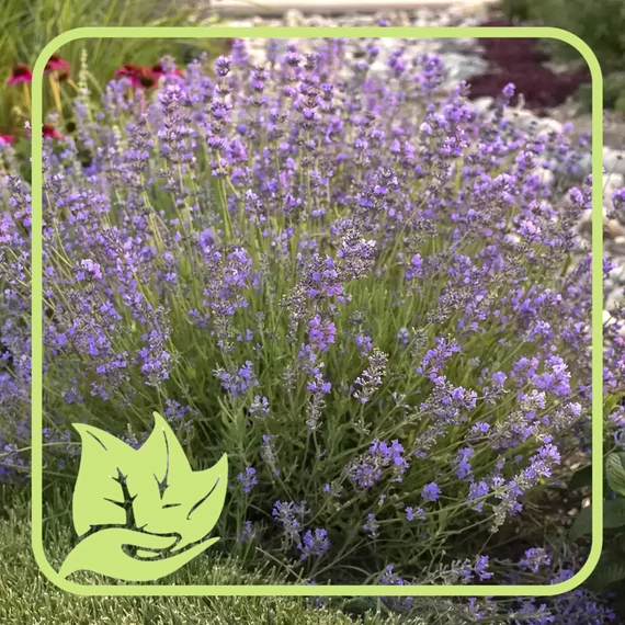 Levendula - Lavandula angustifolia 