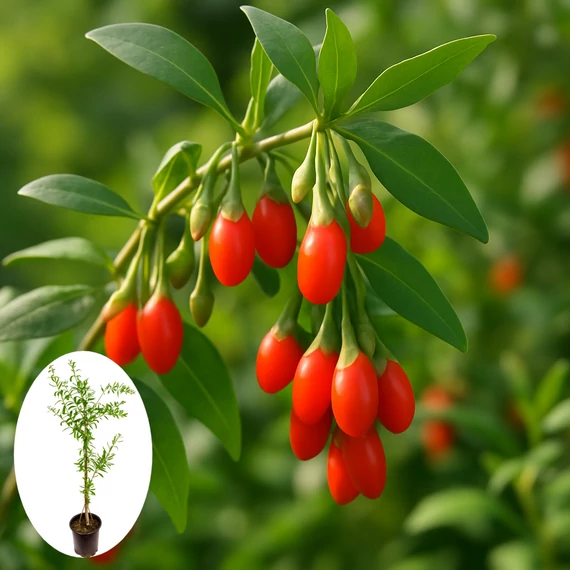 Goji bogyó – a modern harcos (Lycii fructus)