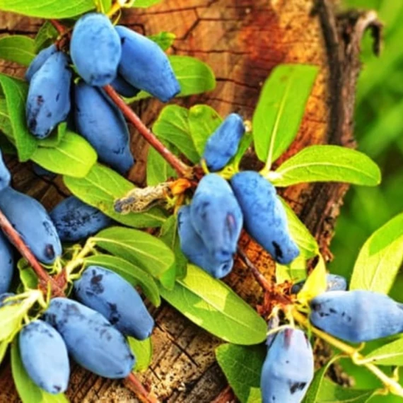 Szibériai Áfonya vagy Mézbogyó -  Lonicera caerulea var. Kamtschatica fajták