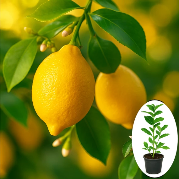 Termő Citromfa - Citrus x Limon
