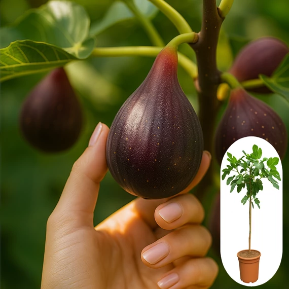 Ficus Carica 'Brown Turkey' - Fügefa lila terméssel