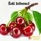 Prunus cerasus - Érdi bőtermő meggy