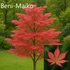 Kép 2/5 - Japán Juhar Fajták - ACER PALMATUM 