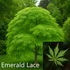 Kép 3/5 - Japán Juhar Fajták - ACER PALMATUM 