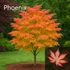 Kép 4/5 - Japán Juhar Fajták - ACER PALMATUM 