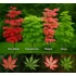 Kép 1/5 - Japán Juhar Fajták - ACER PALMATUM 