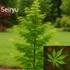 Kép 5/5 - Japán Juhar Fajták - ACER PALMATUM 
