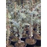 Kép 5/6 -  Eukalyptus 'Sylver Drop' - Ezüst csepp eukaliptusz facsemete 80-100 cm