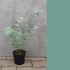 Kép 5/7 - csemete 20-80 cm