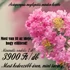 Kép 1/13 - Kínai selyemmirtusz - Lagerstroemia Indica palánta