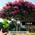 Kép 2/13 - Kínai selyemmirtusz - Lagerstroemia Indica palánta