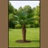 Kép 1/2 - Japán kenderpálma – Trachycarpus wagnerianus