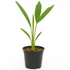 Kép 2/2 - Japán kenderpálma – Trachycarpus wagnerianus