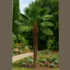 Kép 1/2 - Kínai kenderpálma – Trachycarpus fortunei