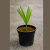 Kép 2/2 - Kínai kenderpálma – Trachycarpus fortunei
