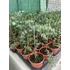 Kép 7/7 -  Eukalyptus 'Sylver Drop' - Ezüst csepp eukaliptusz facsemete 30-80 cm