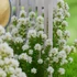 Kép 3/5 - Lagerstroemia Indica - KrepMirtusz - Kínai selyemmirtusz magonc csemeték