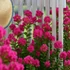 Kép 2/5 - Lagerstroemia Indica - KrepMirtusz - Kínai selyemmirtusz magonc csemeték